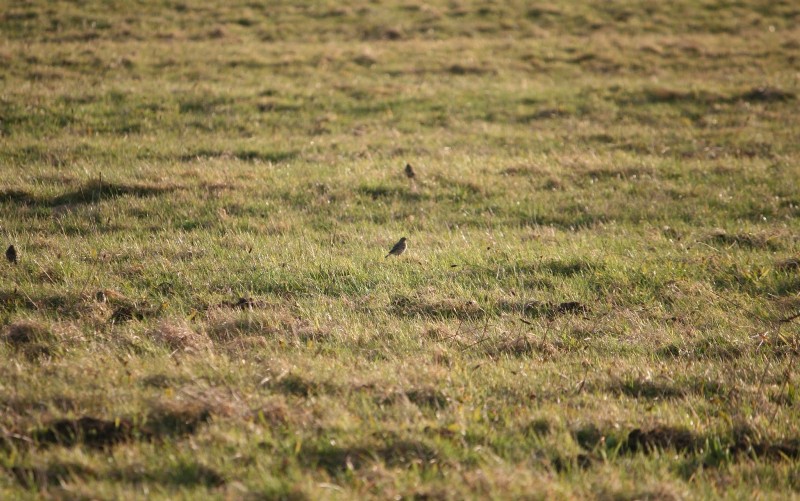 Meadow Pipit Meadow Pipit